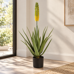 Planta Aloe vera verde 1,05 cm