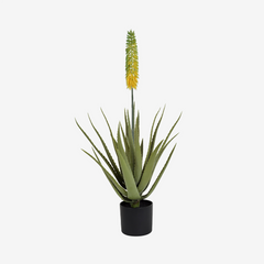 Planta Aloe vera verde 1,05 cm