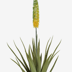 Planta Aloe vera verde 1,05 cm