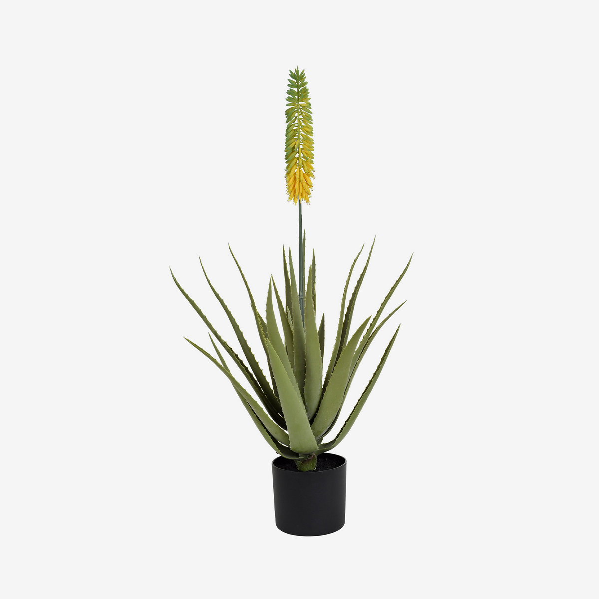 Planta Aloe vera verde 1,05 cm