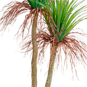 Arvore Yucca toque real com pote verde 1,5 metros 
