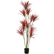 Arvore Dracena marginata vermelha 1,7 metros 