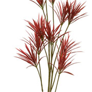 Arvore Dracena marginata vermelha 1,7 metros 