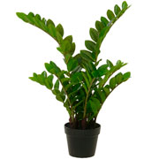 Arvore Zamioculca toque real verde 75 cm 