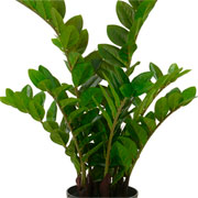 Arvore Zamioculca toque real verde 75 cm 