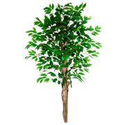 Arvore ficus lyrata toque real verde 1,5 metros 