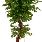 Arvore ficus luxo toque real verde 2,3 metros 