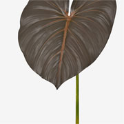 Folha de filodentro em pvc marrom 80 cm 